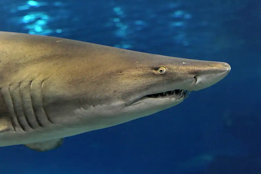 064 | 2012 | Barcelona | L´Aquarium | © carsten riede fotografie