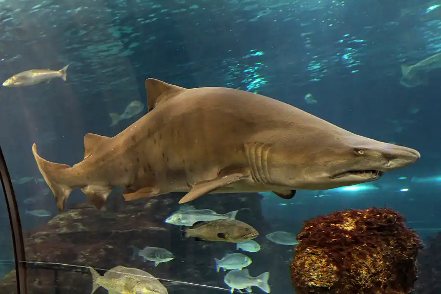 066 | 2012 | Barcelona | L´Aquarium | © carsten riede fotografie