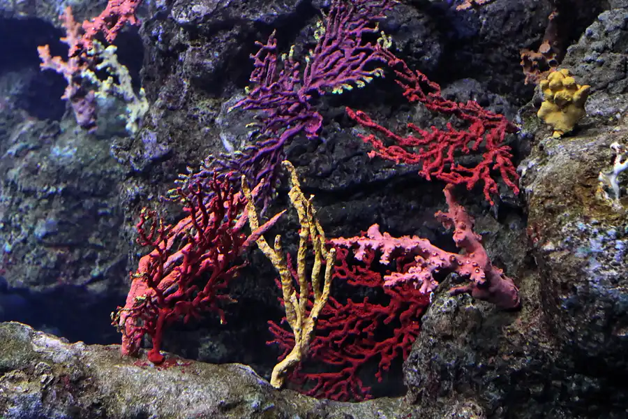 069 | 2012 | Barcelona | L´Aquarium | © carsten riede fotografie