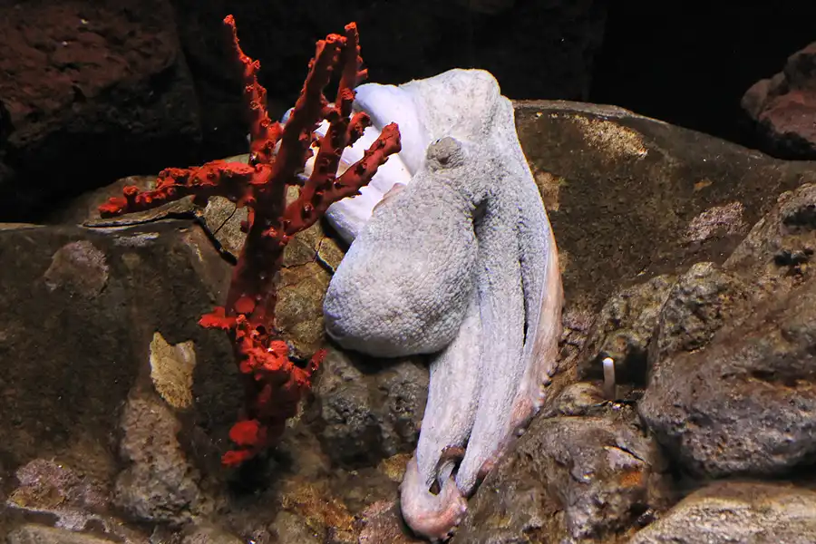 071 | 2012 | Barcelona | L´Aquarium | © carsten riede fotografie