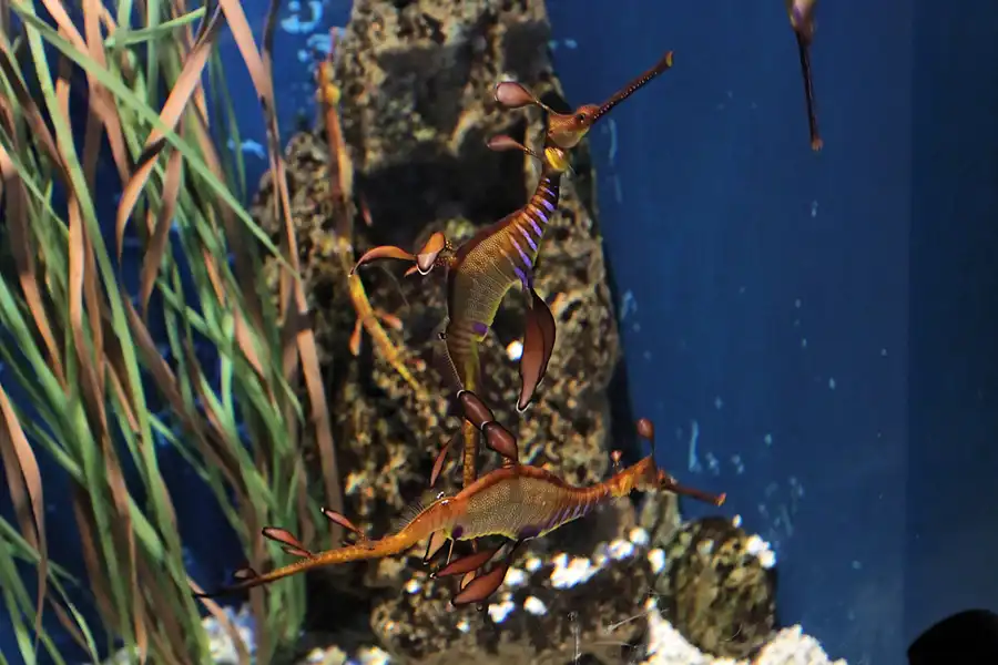 074 | 2012 | Barcelona | L´Aquarium | © carsten riede fotografie