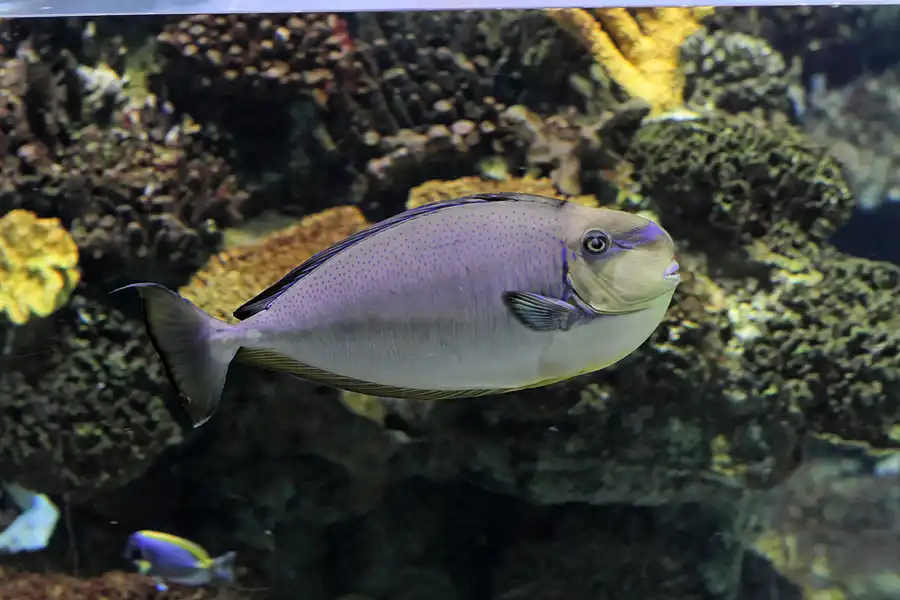 076 | 2012 | Barcelona | L´Aquarium | © carsten riede fotografie