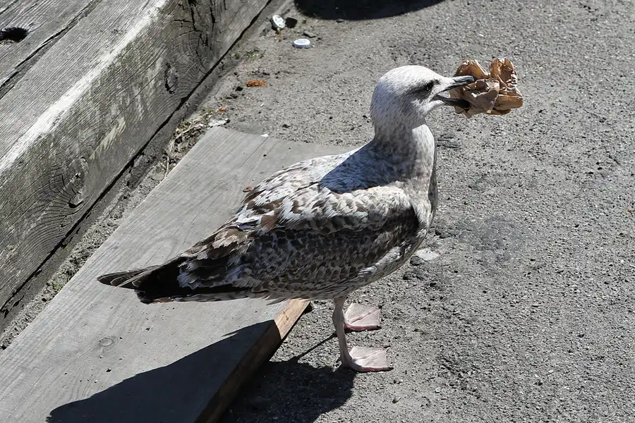 060 | 2012 | København | © carsten riede fotografie