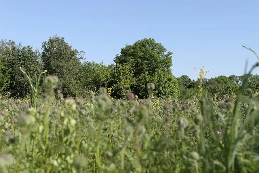 009 | 2012 | Berlin | Botanischer Volkspark Blankenfelde-Pankow | © carsten riede fotografie