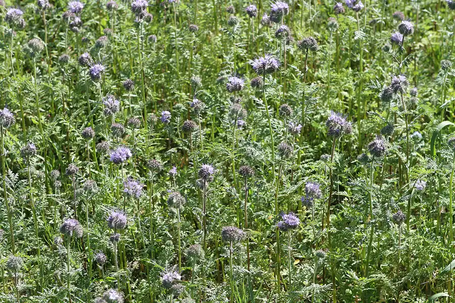 012 | 2012 | Berlin | Botanischer Volkspark Blankenfelde-Pankow | © carsten riede fotografie
