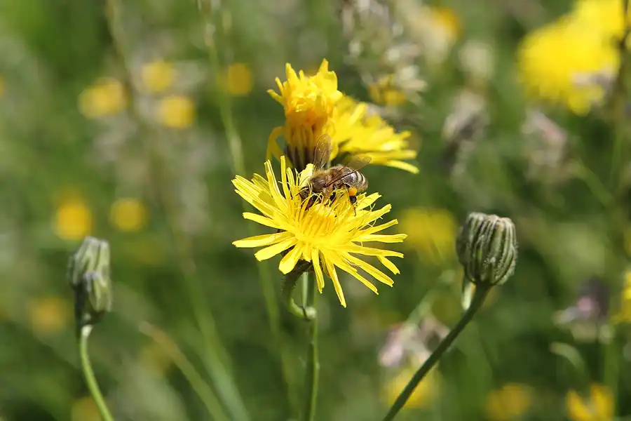 017 | 2012 | Berlin | Botanischer Volkspark Blankenfelde-Pankow | © carsten riede fotografie