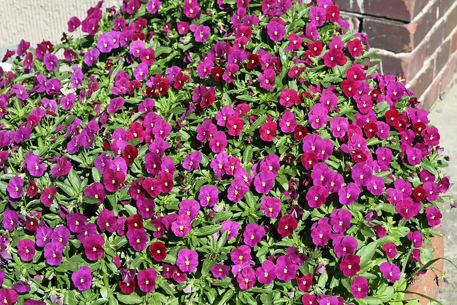 022 | 2012 | Berlin | Botanischer Volkspark Blankenfelde-Pankow | © carsten riede fotografie