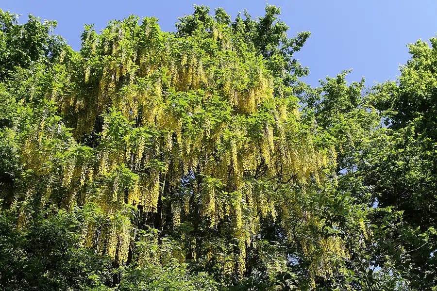 025 | 2012 | Berlin | Botanischer Volkspark Blankenfelde-Pankow | © carsten riede fotografie