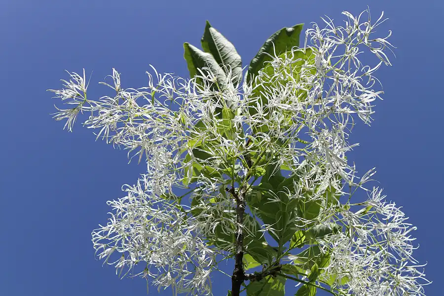 032 | 2012 | Berlin | Botanischer Volkspark Blankenfelde-Pankow | © carsten riede fotografie