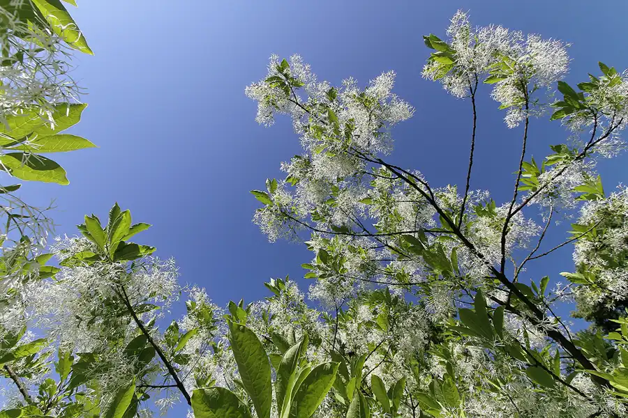 033 | 2012 | Berlin | Botanischer Volkspark Blankenfelde-Pankow | © carsten riede fotografie