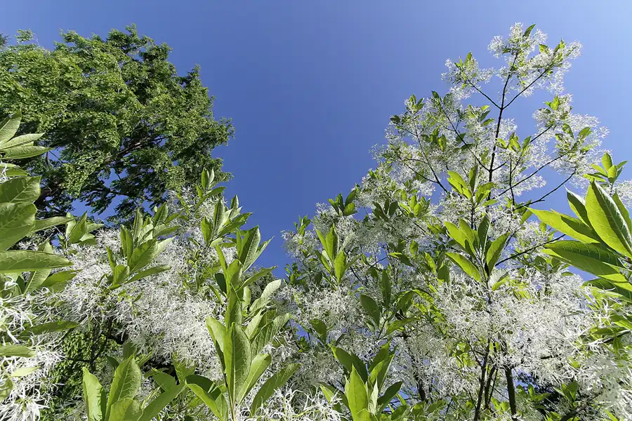 036 | 2012 | Berlin | Botanischer Volkspark Blankenfelde-Pankow | © carsten riede fotografie
