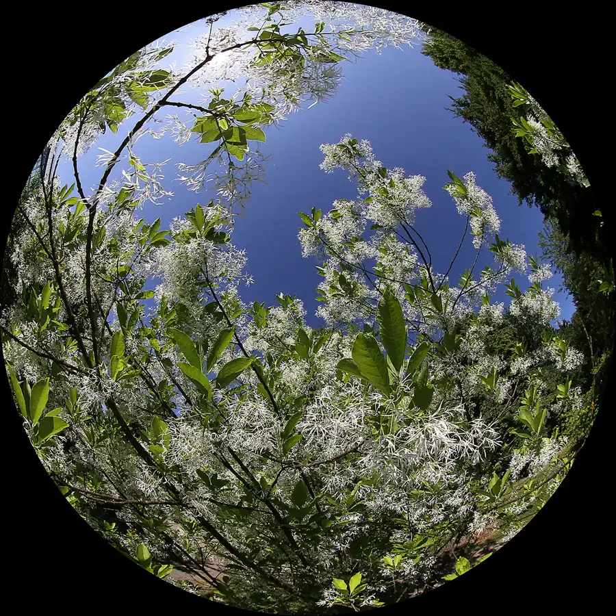 037 | 2012 | Berlin | Botanischer Volkspark Blankenfelde-Pankow | © carsten riede fotografie