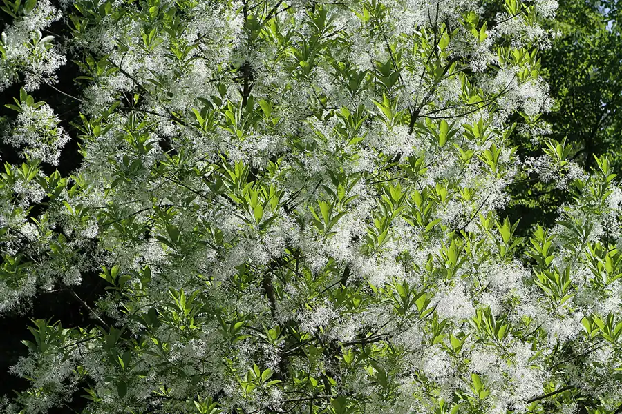 043 | 2012 | Berlin | Botanischer Volkspark Blankenfelde-Pankow | © carsten riede fotografie