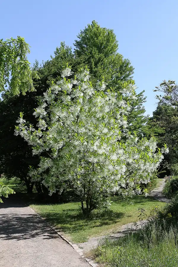 044 | 2012 | Berlin | Botanischer Volkspark Blankenfelde-Pankow | © carsten riede fotografie
