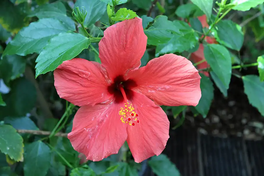 047 | 2012 | Berlin | Botanischer Volkspark Blankenfelde-Pankow | © carsten riede fotografie