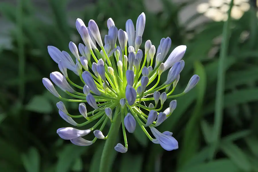 048 | 2012 | Berlin | Botanischer Volkspark Blankenfelde-Pankow | © carsten riede fotografie