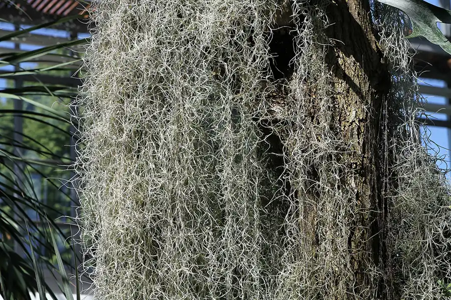 049 | 2012 | Berlin | Botanischer Volkspark Blankenfelde-Pankow | © carsten riede fotografie