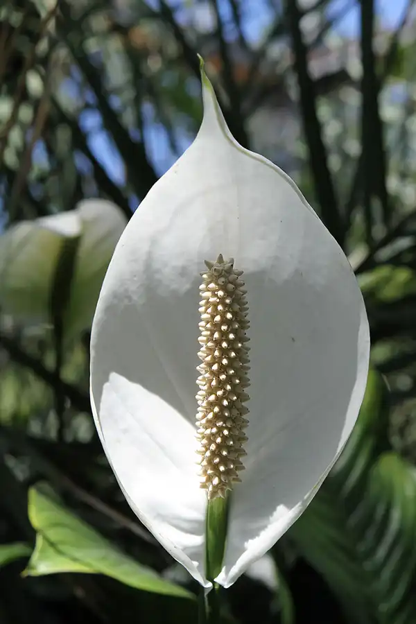 050 | 2012 | Berlin | Botanischer Volkspark Blankenfelde-Pankow | © carsten riede fotografie