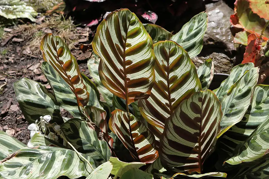 051 | 2012 | Berlin | Botanischer Volkspark Blankenfelde-Pankow | © carsten riede fotografie