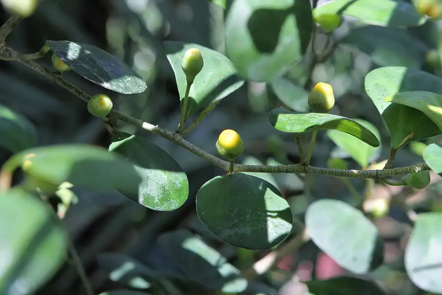 052 | 2012 | Berlin | Botanischer Volkspark Blankenfelde-Pankow | © carsten riede fotografie