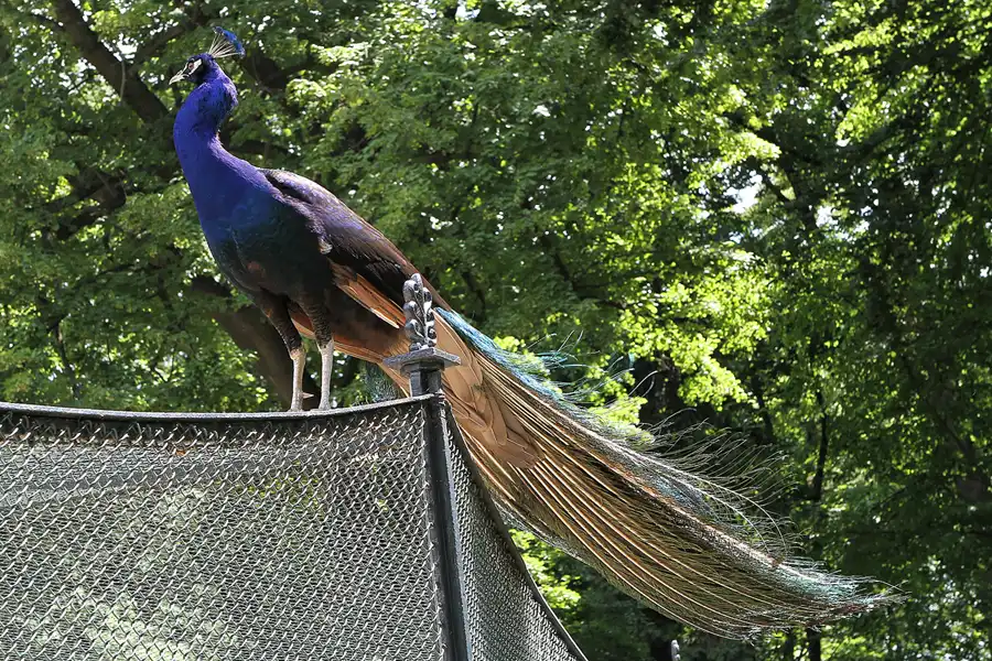 027 | 2012 | Berlin | Pfaueninsel | © carsten riede fotografie