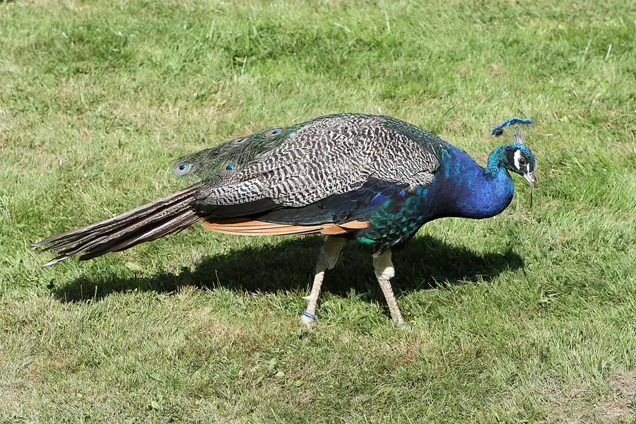 033 | 2012 | Wörlitz | Das Wörlitzer Gartenreich | © carsten riede fotografie