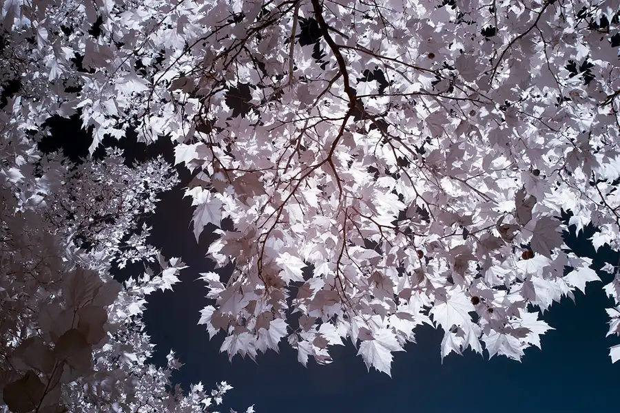 007 | 2012 | Berlin | Obersee-Orankesee-Park | © carsten riede fotografie