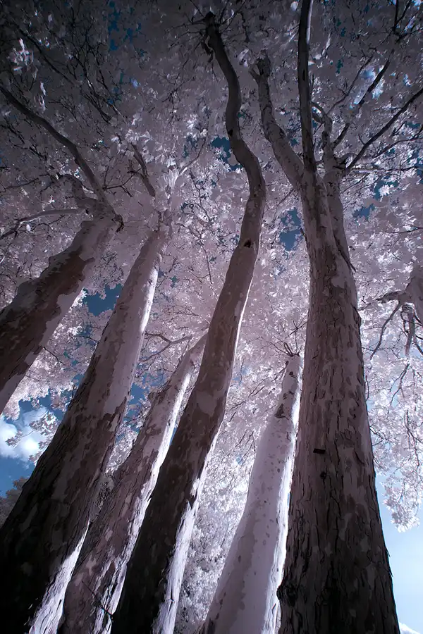 029 | 2012 | Berlin | Obersee-Orankesee-Park | © carsten riede fotografie