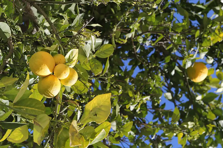 060 | 2013 | Sevilla | © carsten riede fotografie