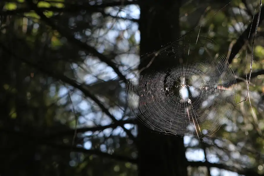 031 | 2013 | Stahnsdorf | Südwestkirchhof | © carsten riede fotografie