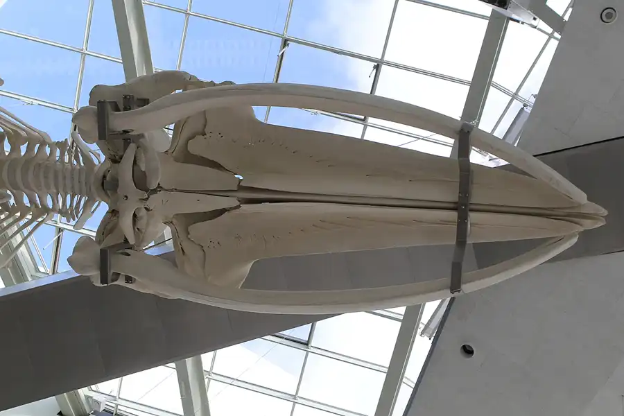 001 | 2013 | Stralsund | Ozeaneum | © carsten riede fotografie