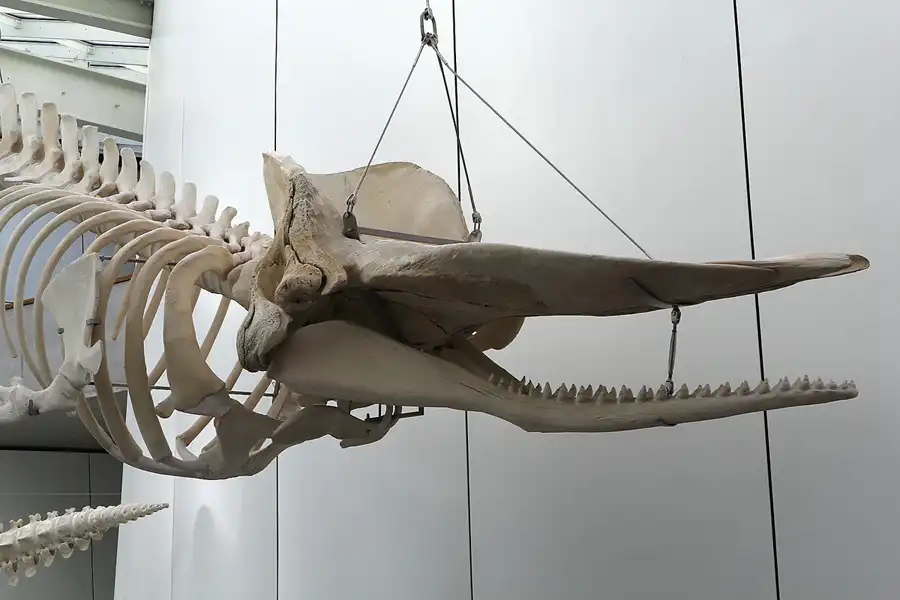 002 | 2013 | Stralsund | Ozeaneum | © carsten riede fotografie