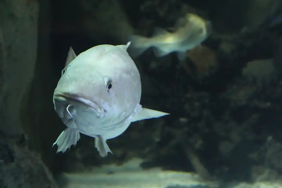 006 | 2013 | Stralsund | Ozeaneum | © carsten riede fotografie