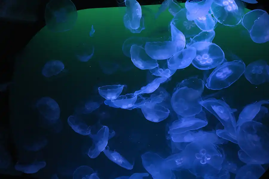 007 | 2013 | Stralsund | Ozeaneum | © carsten riede fotografie