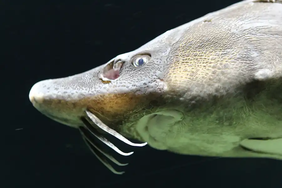 009 | 2013 | Stralsund | Ozeaneum | © carsten riede fotografie