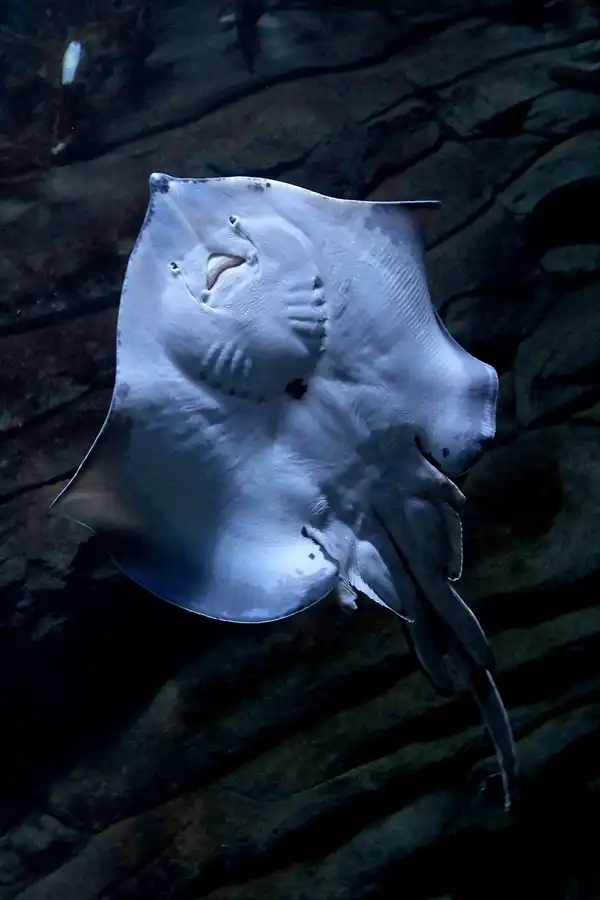 011 | 2013 | Stralsund | Ozeaneum | © carsten riede fotografie