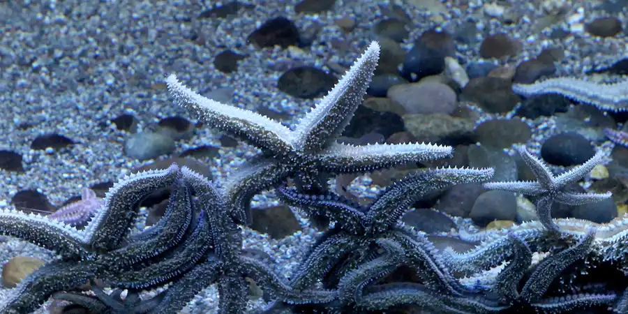 012 | 2013 | Stralsund | Ozeaneum | © carsten riede fotografie