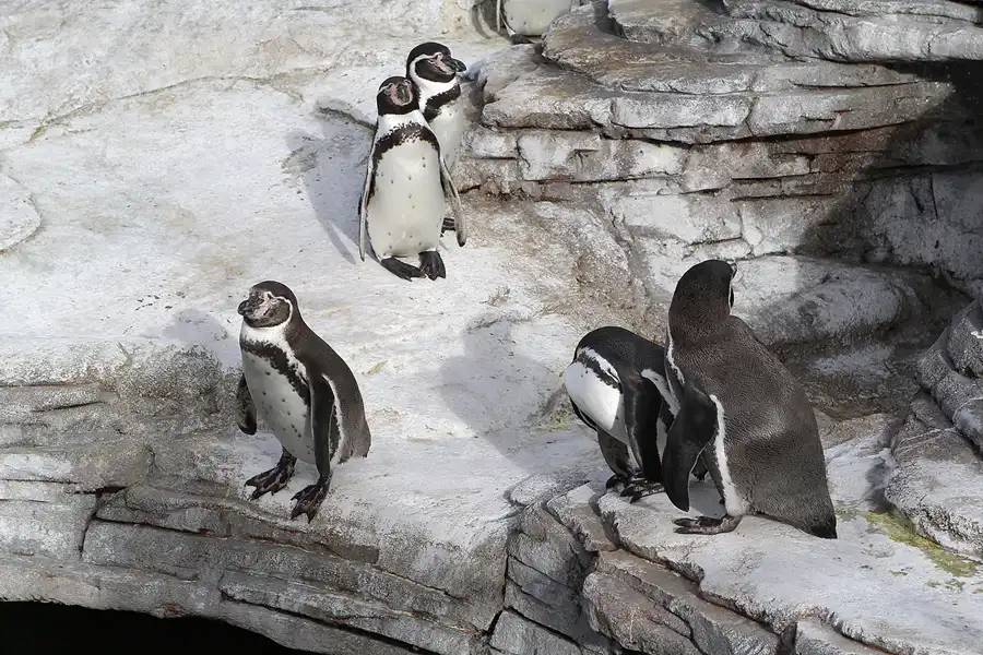 017 | 2013 | Stralsund | Ozeaneum | © carsten riede fotografie