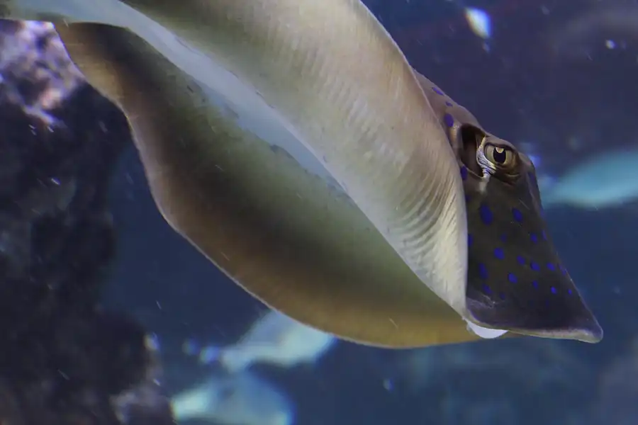 030 | 2013 | Stralsund | Meeresmuseum | © carsten riede fotografie