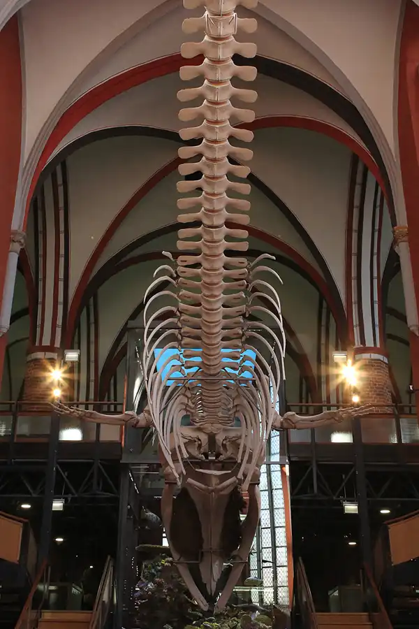 032 | 2013 | Stralsund | Meeresmuseum | © carsten riede fotografie