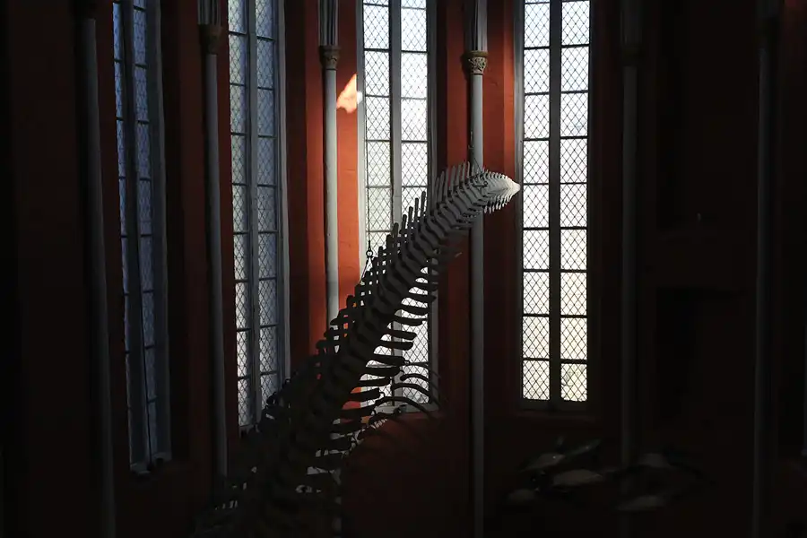 033 | 2013 | Stralsund | Meeresmuseum | © carsten riede fotografie