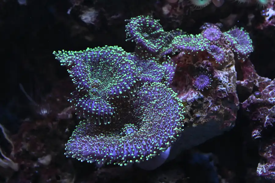 037 | 2013 | Stralsund | Meeresmuseum | © carsten riede fotografie