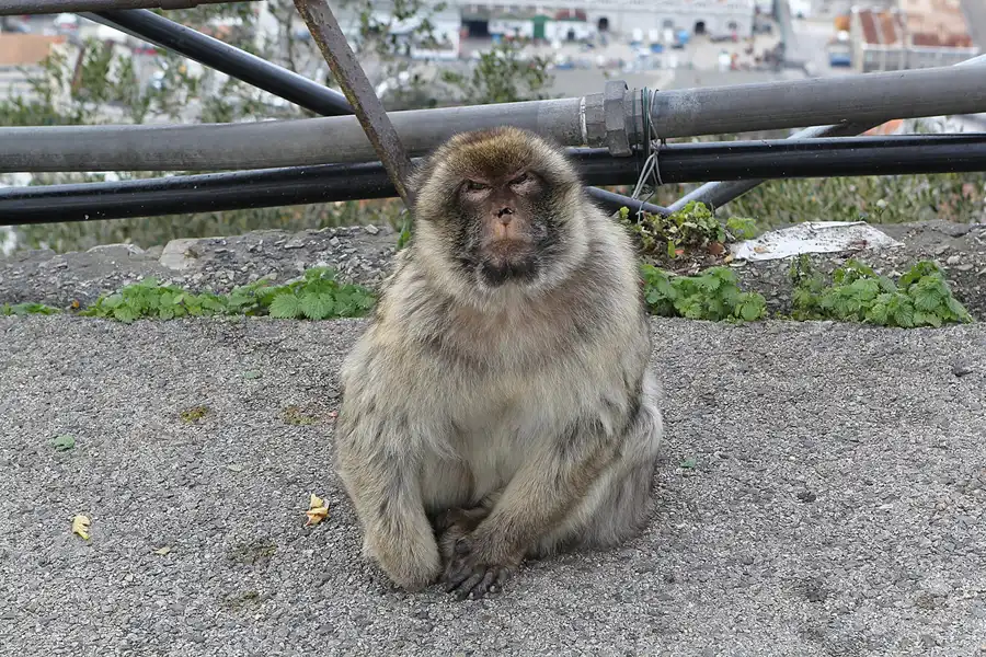 022 | 2014 | Gibraltar | © carsten riede fotografie