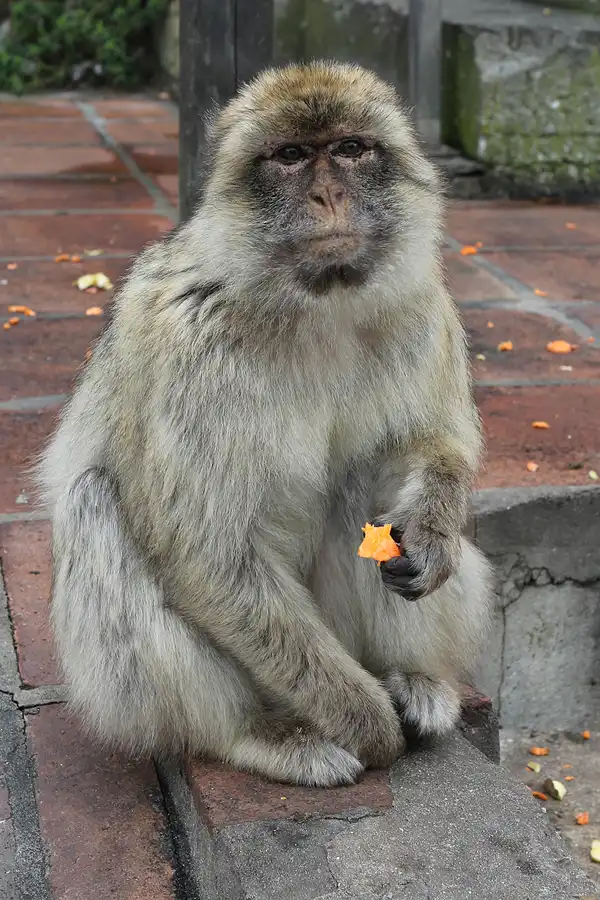 024 | 2014 | Gibraltar | © carsten riede fotografie