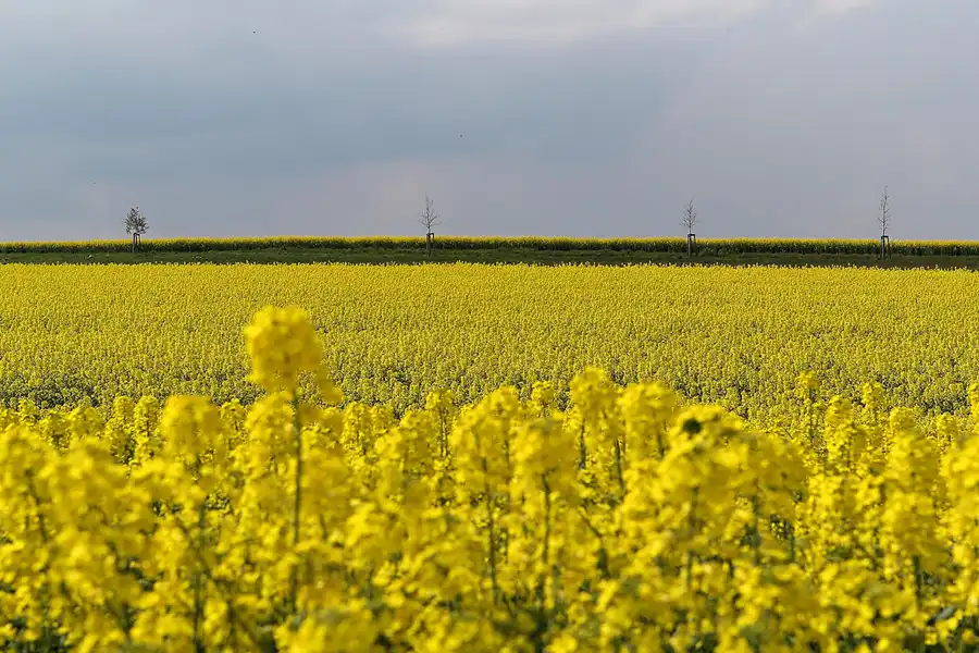 056 | 2014 | Bautzen | © carsten riede fotografie