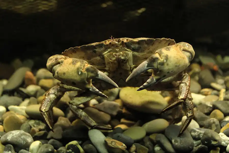 086 | 2014 | Thyboron | Jyllands Akvariet | © carsten riede fotografie