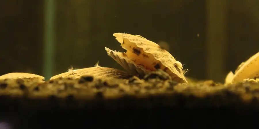 087 | 2014 | Thyboron | Jyllands Akvariet | © carsten riede fotografie