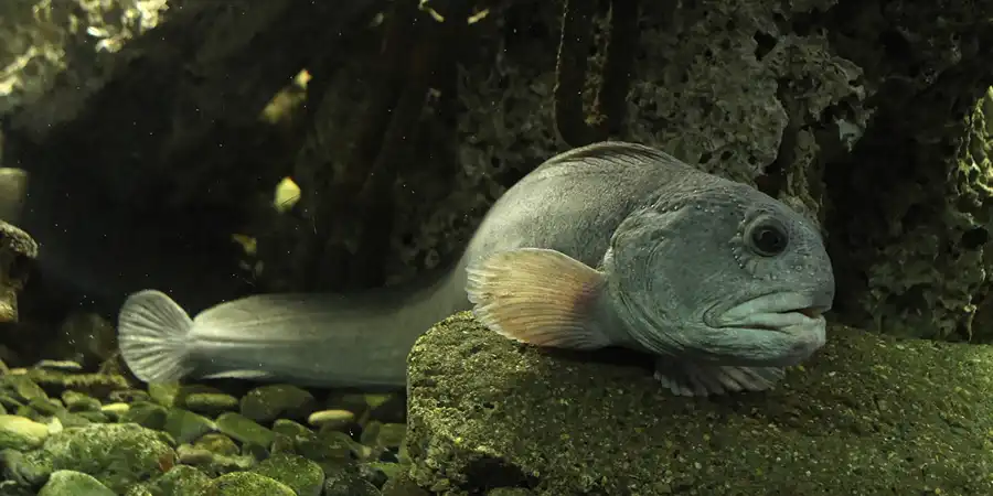 088 | 2014 | Thyboron | Jyllands Akvariet | © carsten riede fotografie