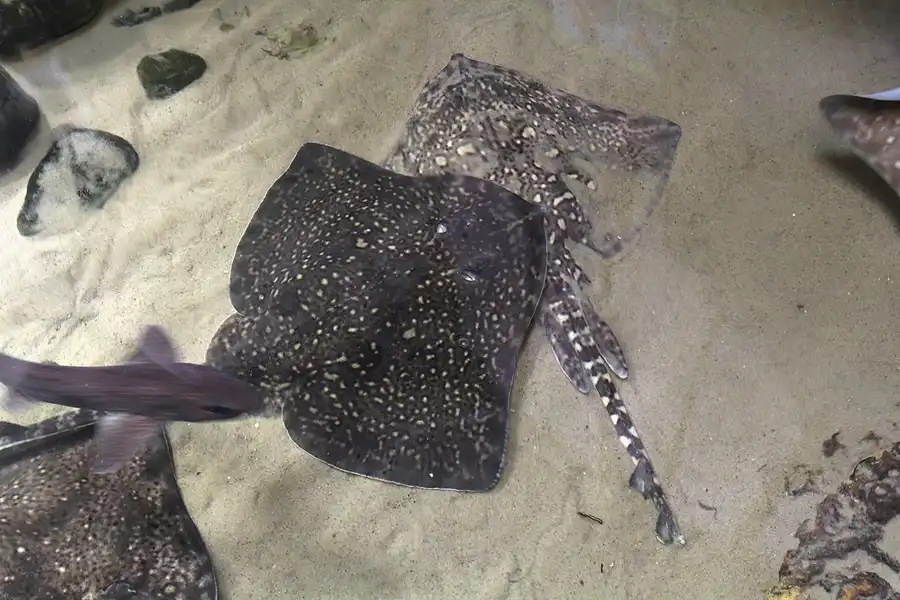 091 | 2014 | Thyboron | Jyllands Akvariet | © carsten riede fotografie