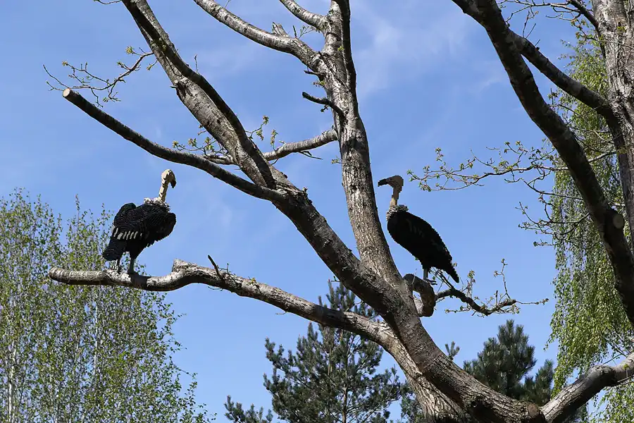 163 | 2014 | Billund | Legoland Billund Resort | © carsten riede fotografie